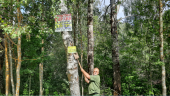 Лесничие очищают деревья от спама в виде наружной рекламы