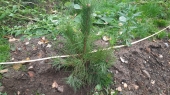 «Лесной патруль» посадил молодые деревья около Привокзальной школы