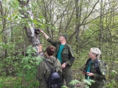 В Волоколамском лесничестве завершено лесопатологическое обследование