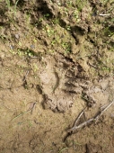 Лесничие обнаружили следы медведицы в лесу Подмосковья